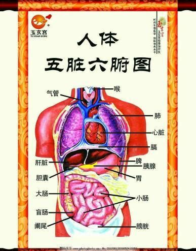 身體部位圖|人体图五脏的位置图分布图 (人体结构解剖图)